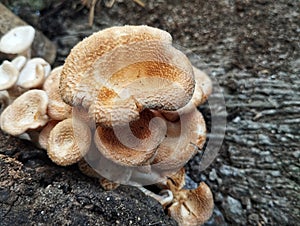 Lentinus squarrosulus is a species of fungus from the Polyporaceae family photo