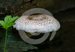 Lentinus tigrinus on the trunk of old apple tree. White with brown caps mushroom from the Polyporaceae family. Edible mushrooms photo