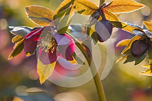 Lenzrosen - hellebore - Christmas rose Helleborus