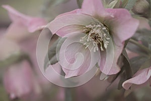 Lenzrosen - hellebore - Christmas rose Helleborus