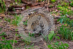 A leopard at the waterhole.