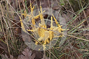 Leocarpus fragilis insect egg slime mold are yellow or orange organisms with the appearance of mucus or small balls that look like