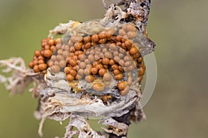 Leocarpus fragilis insect egg slime mold are yellow or orange organisms with the appearance of mucus or small balls that look like