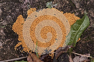 Leocarpus fragilis insect egg slime mold are yellow or orange organisms with the appearance of mucus or small balls that look like