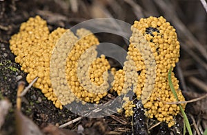 Leocarpus fragilis insect egg slime mold are yellow or orange organisms with the appearance of mucus or small balls that look like