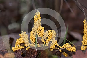 Leocarpus fragilis insect egg slime mold are yellow or orange organisms with the appearance of mucus or small balls that look like