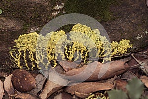 Leocarpus fragilis yellow plasmodium, greenish-yellow protozoan, crawling along wall and plant remains