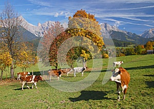 Leogang Valley,SalzburgerLand,Austria