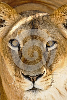 Leona Panthera leo en cautiverio photo