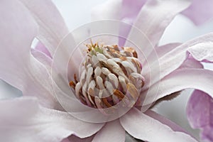 Leonard Messel loebner magnolia flower
