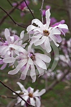 Leonard Messel loebner magnolia flowers