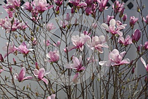 A Leonard Messel Magnolia Tree filled with light and dark pink flowers and buds, in the spring, in Trevor, Wisconsin