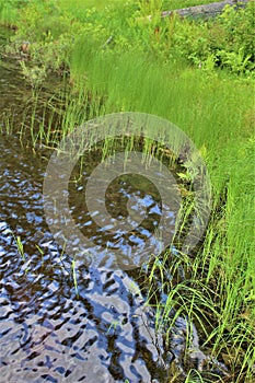 Leonard Pond shore grass located in Childwold, New York, United States