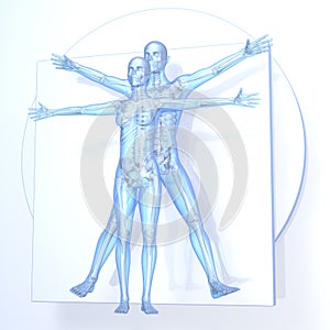 Leonardo da Vinci Vitruvian Man and Woman, Couple photo