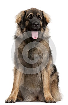 Leonberger, 11 months old, sitting