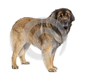 Leonberger (3 years old)