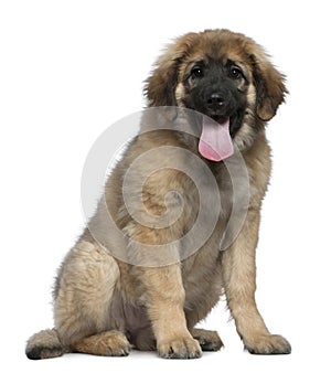 Leonberger, 4 months old, sitting photo