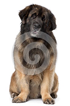 Leonberger, 5 years old, sitting