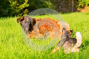 Leonberger and Australian cattledog running on the meadow