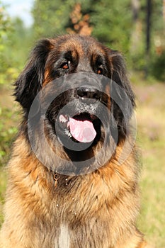 Leonberger big dog photo