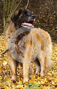 Leonberger dog