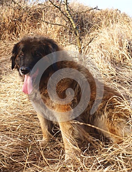 Leonberger dog photo