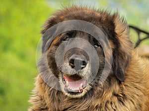 Leonberger dog photo