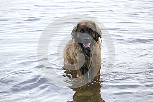 Leonberger dog