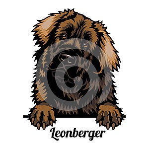 Leonberger - dog breed. Color image of a dogs head isolated on a white background photo