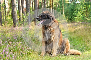 Leonberger dog, outdoor portrait