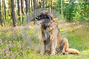 Leonberger dog, outdoor portrait photo