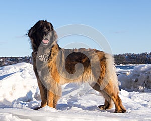 Leonberger dog standing proudly on snowy banks of the St. Lawrence River