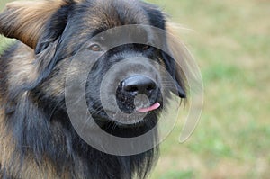 Leonberger Dog Sticking out His Tongue