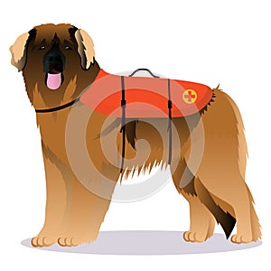 Leonberger lifesaver dog