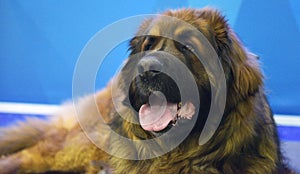 Leonberger lying on the floor