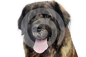 Leonberger portrait with a white background in studio
