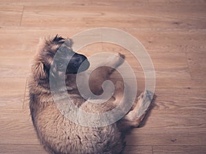 Leonberger puppy on the floor