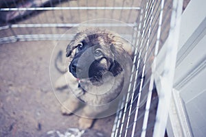 Leonberger puppy in kennel outside