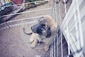 Leonberger puppy in kennel outside