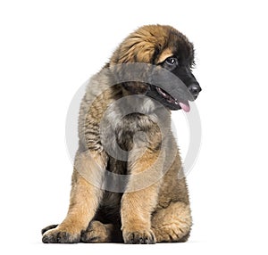 Leonberger puppy looking at camera against white background