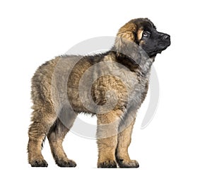 Leonberger puppy looking up against white background