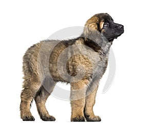 Leonberger puppy looking up against white background photo