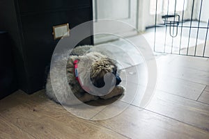 Leonberger puppy sleeping on floor