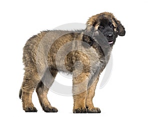 Leonberger puppy standing against white background
