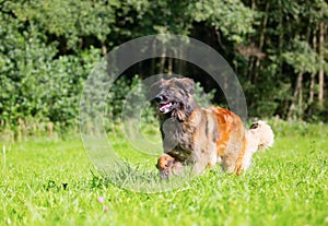 Leonberger runs over the meadow