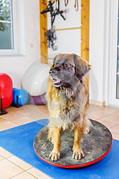 Leonberger sits on a wobble board