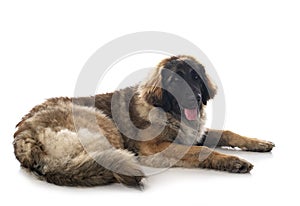 Leonberger in studio