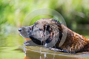 Leonberger swims in a lake photo