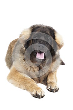 Leonberger