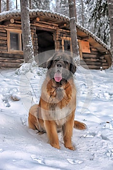 Leonberger in winter landscape